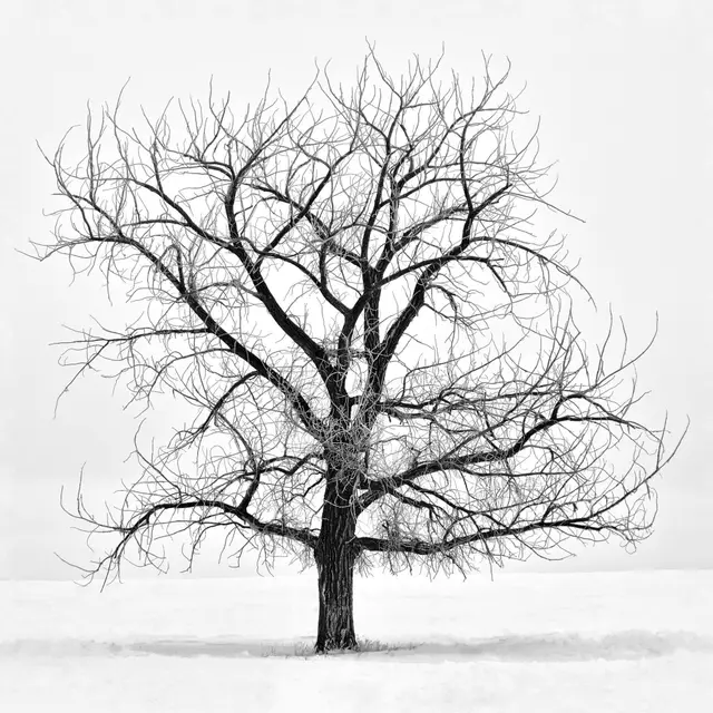 Frosty lone tree in a snowy field